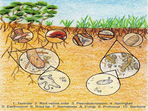 Critters Beneath our Feet | Soil for Youth